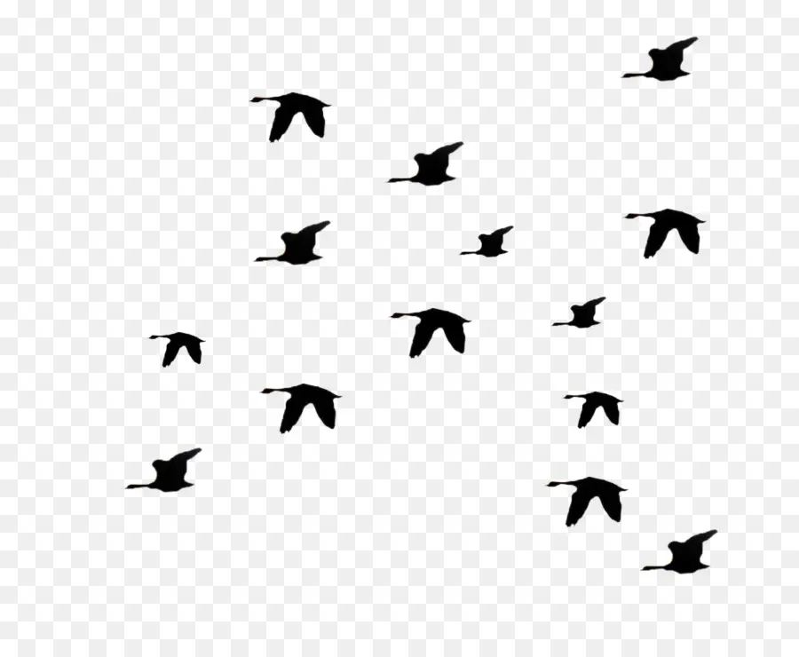 Oiseaux，Troupeau PNG