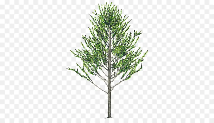 Arbre，Usine PNG