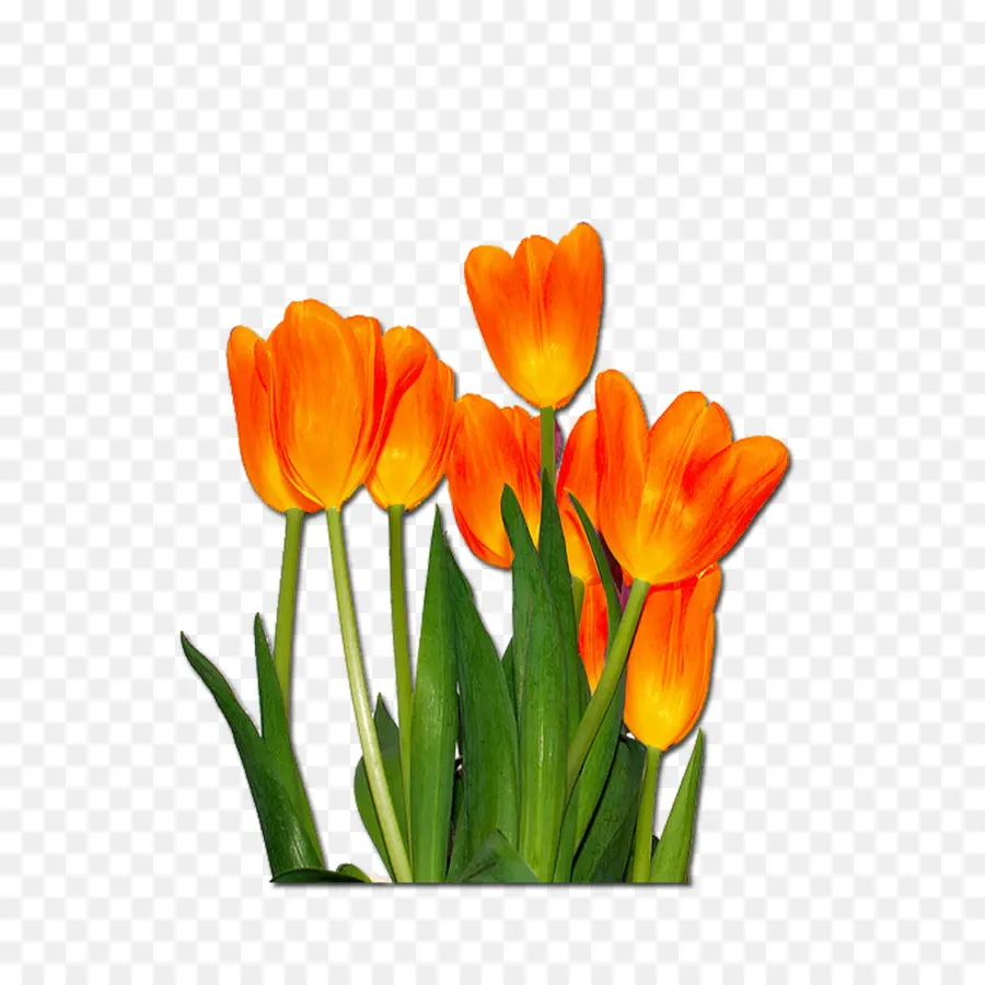 Tulipes，Floraison PNG