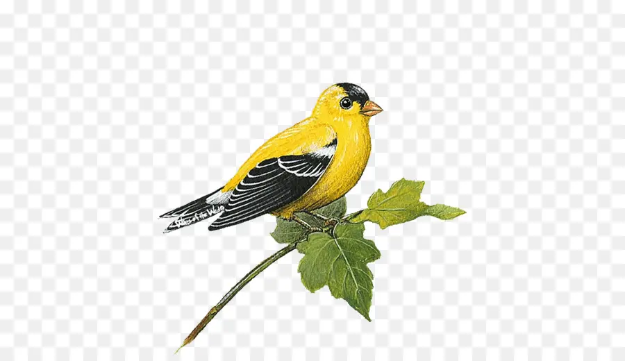 Oiseau Jaune，Feuille PNG