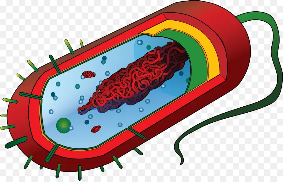 Procaryote，La Cellule PNG