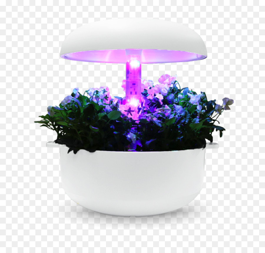 Plante，Flowerpot PNG