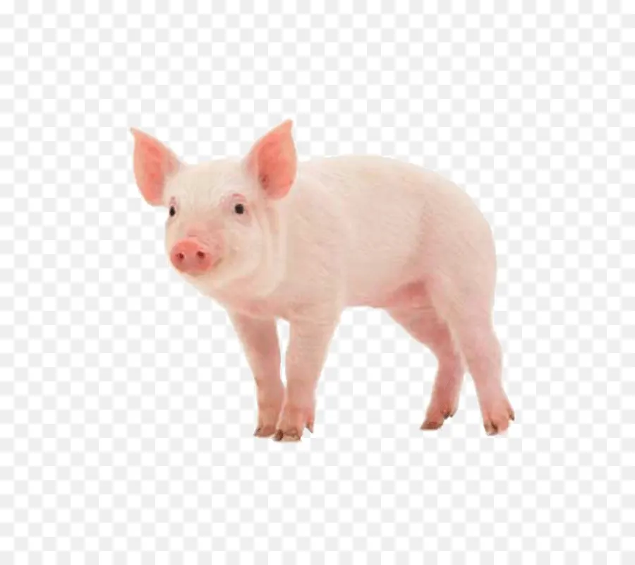 Cochon，Porc Landrace Danois PNG