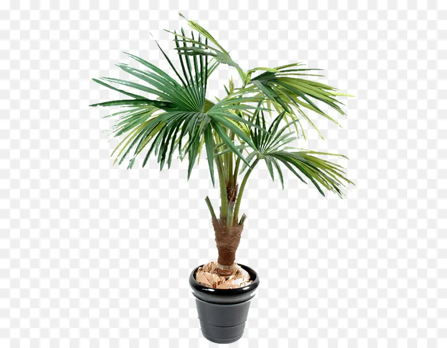 Plante Verte En Pot，Feuilles PNG