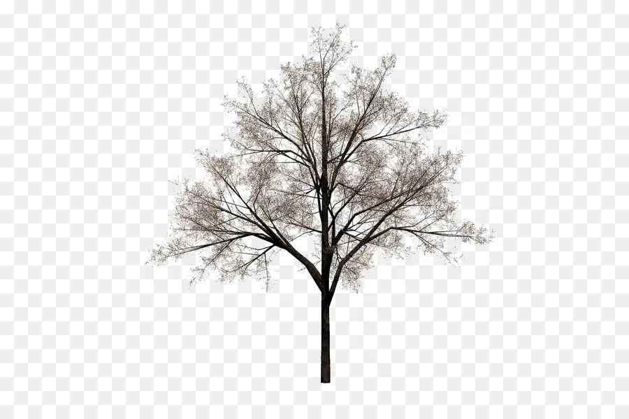 Arbre，Nature PNG