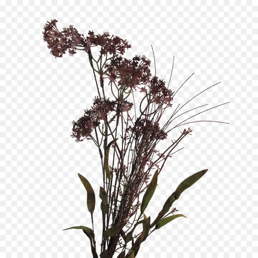 Fleurs Séchées，Fleurs PNG