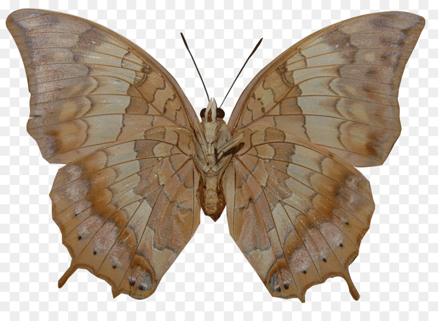 Papillon Marron，Ailes PNG