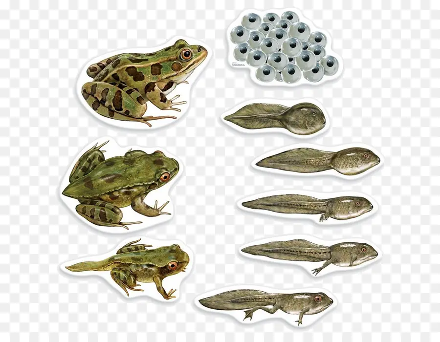 Cycle De Vie De La Grenouille，Grenouille PNG