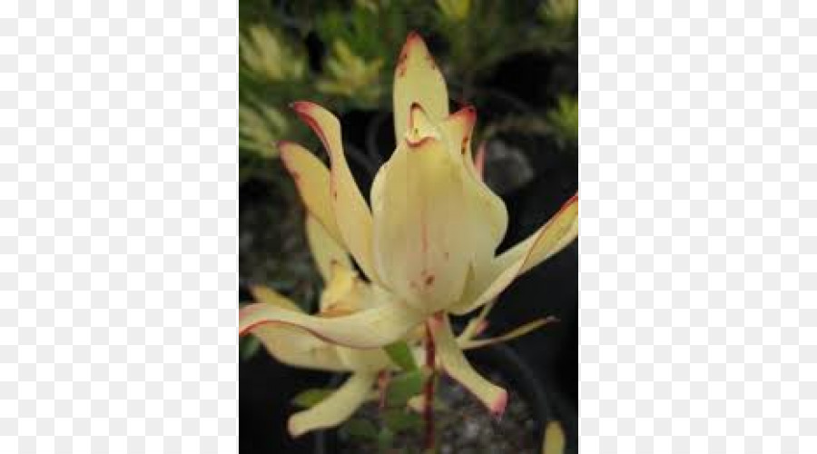 Usine，Leucadendron PNG