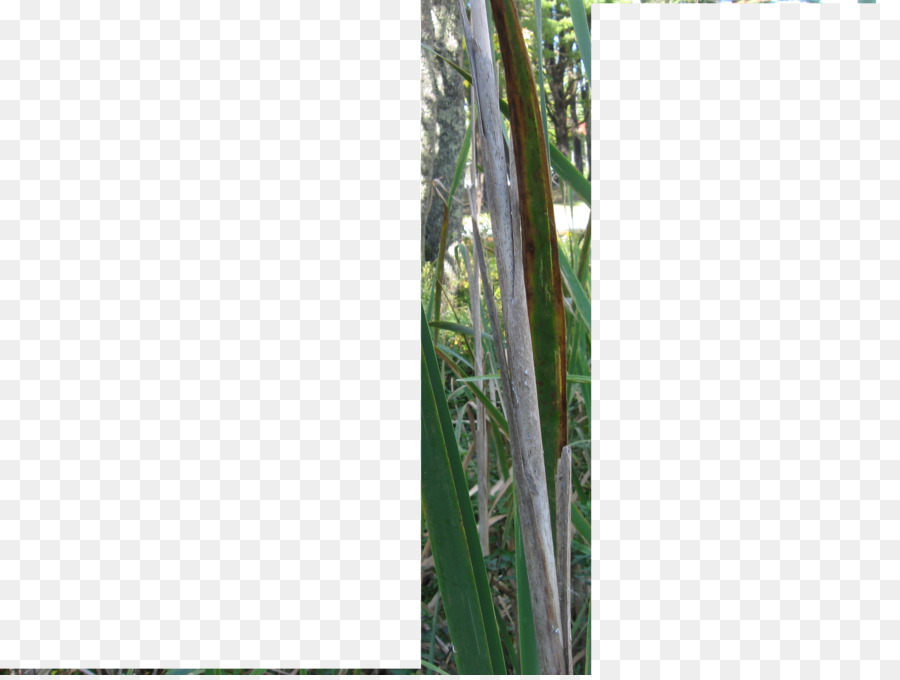 Bambou，Arbre PNG