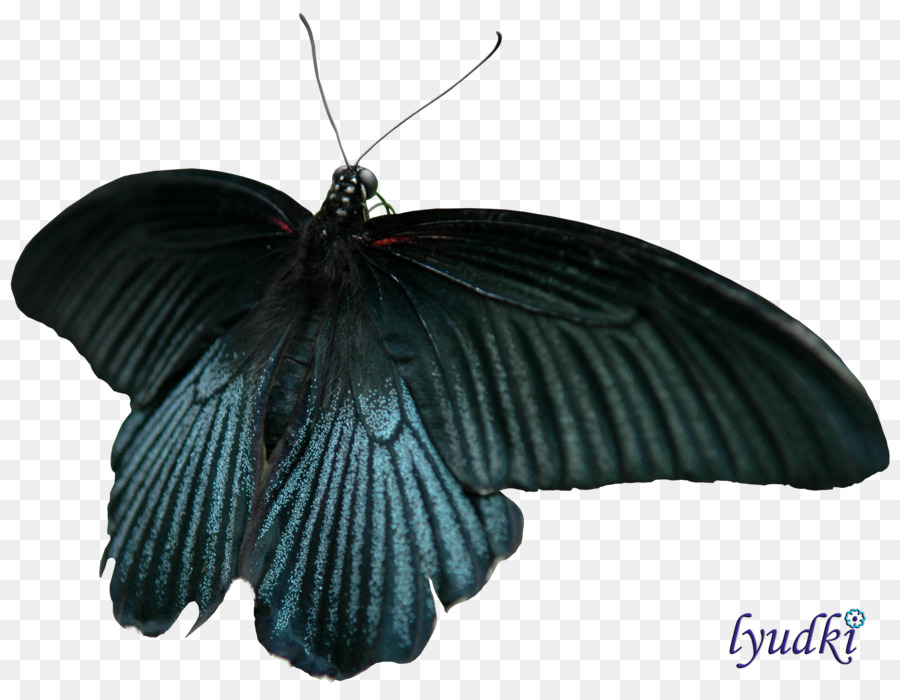 Papillon，Insecte PNG