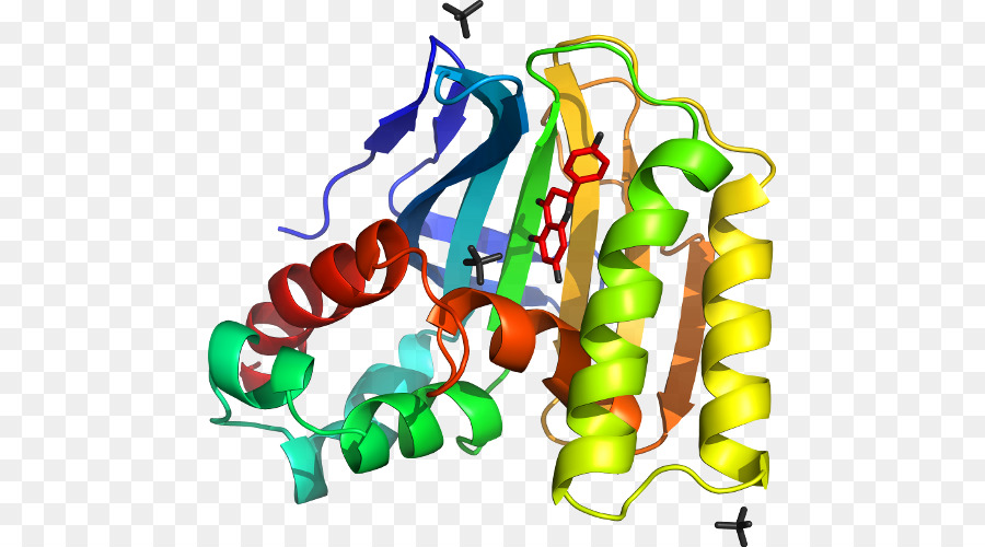 Structure Des Protéines，Biologie PNG