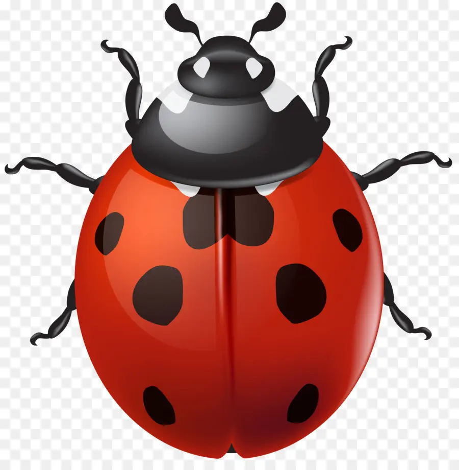 Coccinelle，Rouge PNG