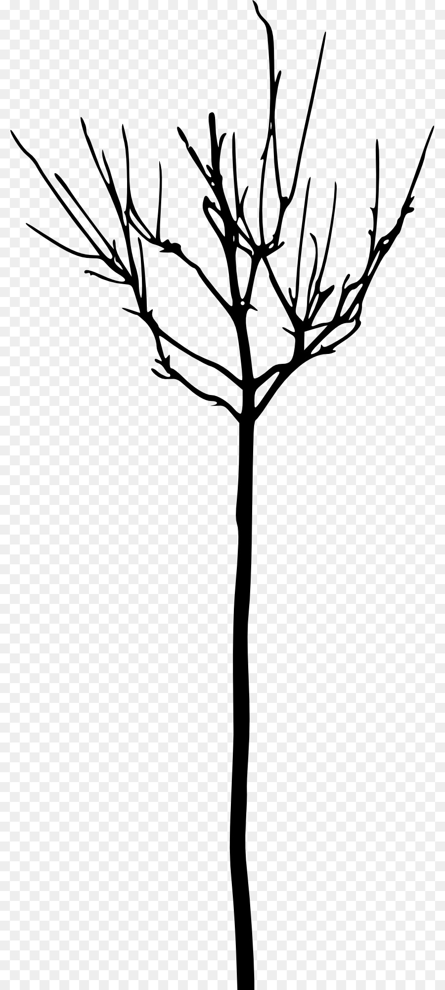 Arbre Nu，Bifurquer PNG