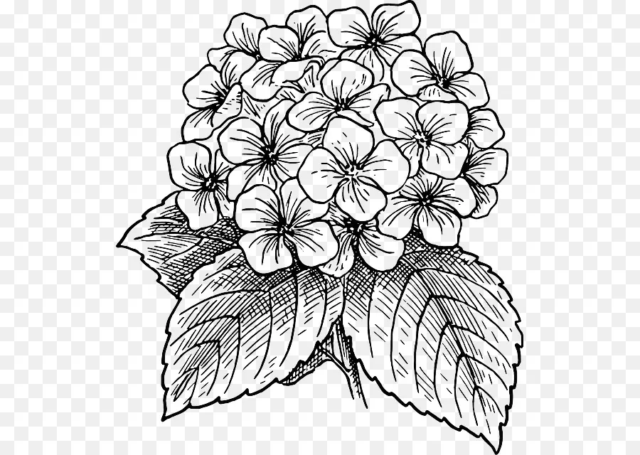 Hortensia，Usine PNG