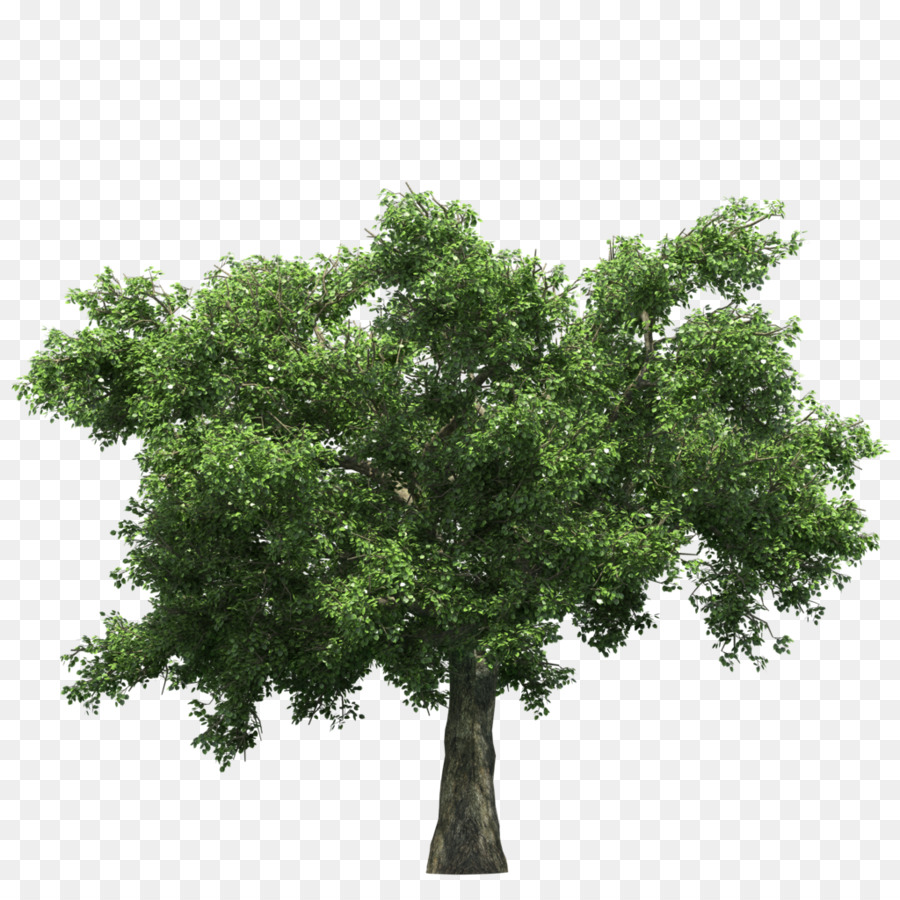 Arbre Vert，Usine PNG