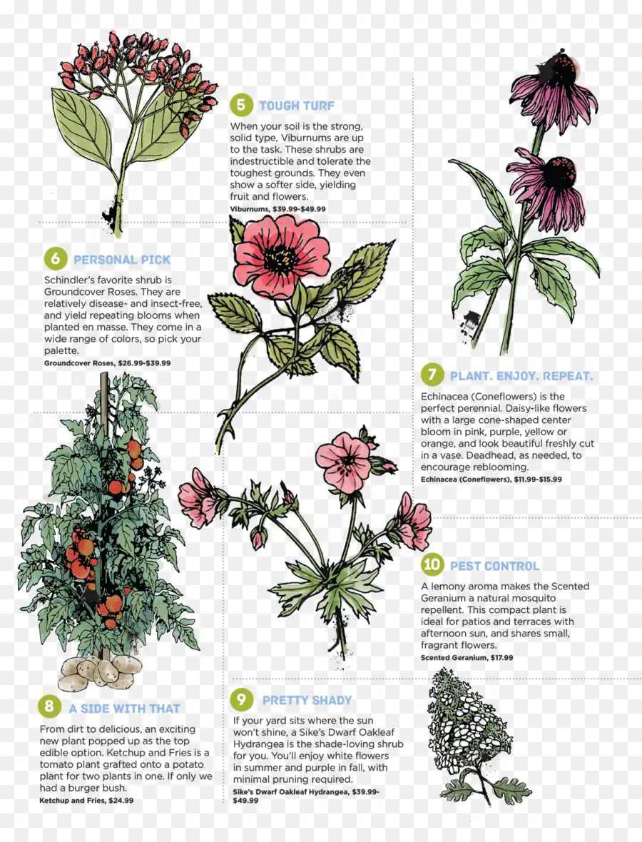 Plantes，Fleurs PNG