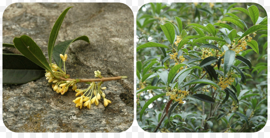 Sweet Osmanthus，Usine PNG