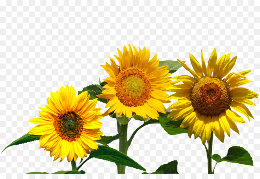 Tournesol Jaune，Feuilles Vertes PNG