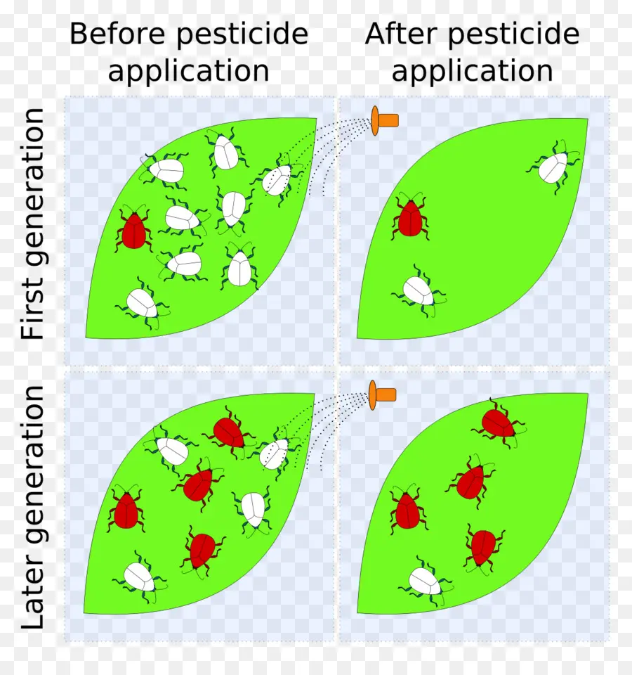 Application De Pesticides，Insectes PNG