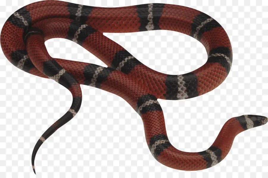 Serpent Rouge，Reptile PNG