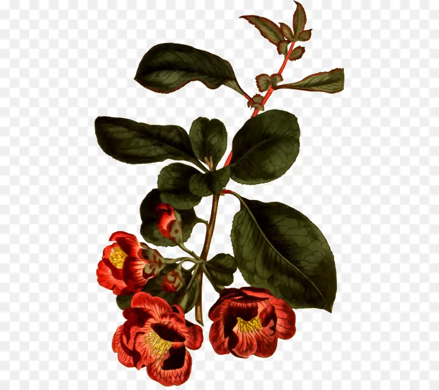 Chaenomeles Japonica，Chaenomeles Speciosa PNG