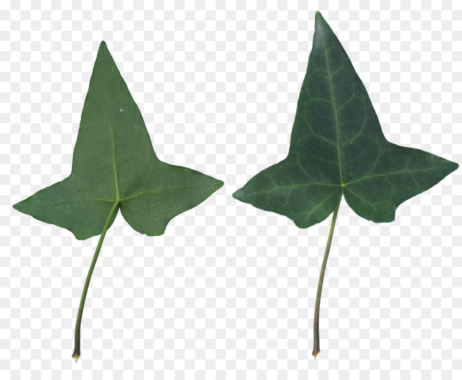 Plante，Feuille PNG