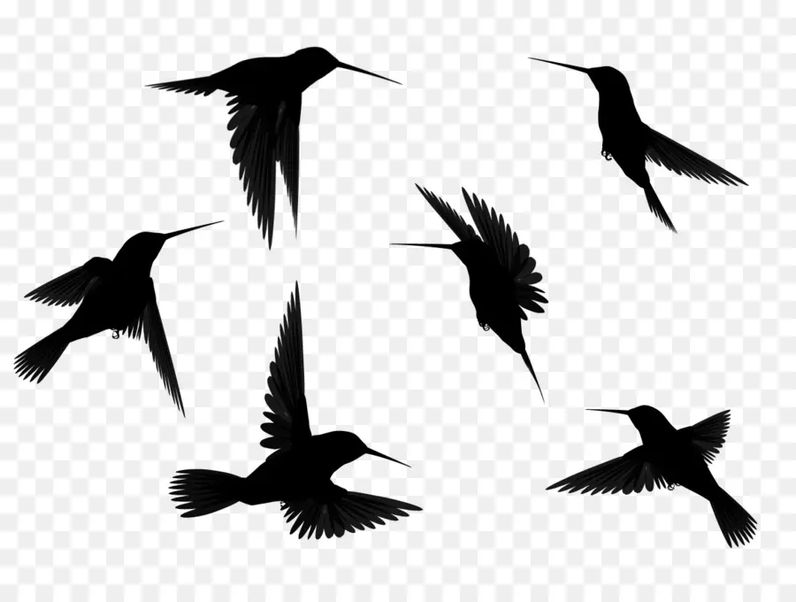 Silhouettes D'oiseaux，Vol PNG