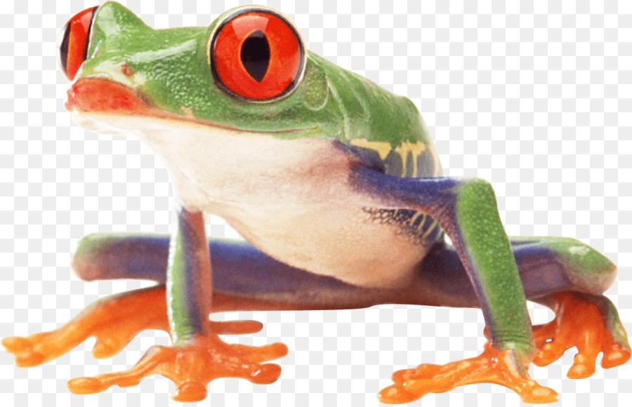 Grenouilles Colorées，Coloré PNG