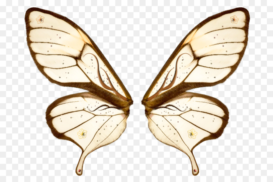 Ailes De Papillon，Insecte PNG