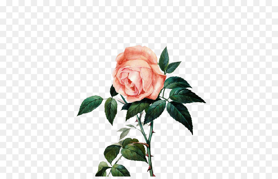 Rose Rose，Floraison PNG