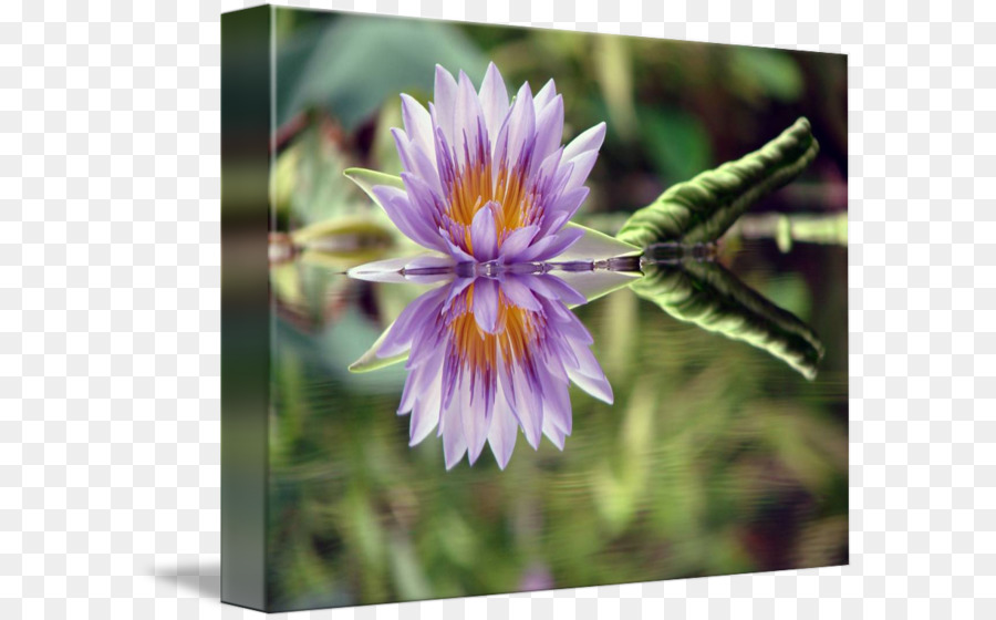 Fleur De Lotus，Floraison PNG