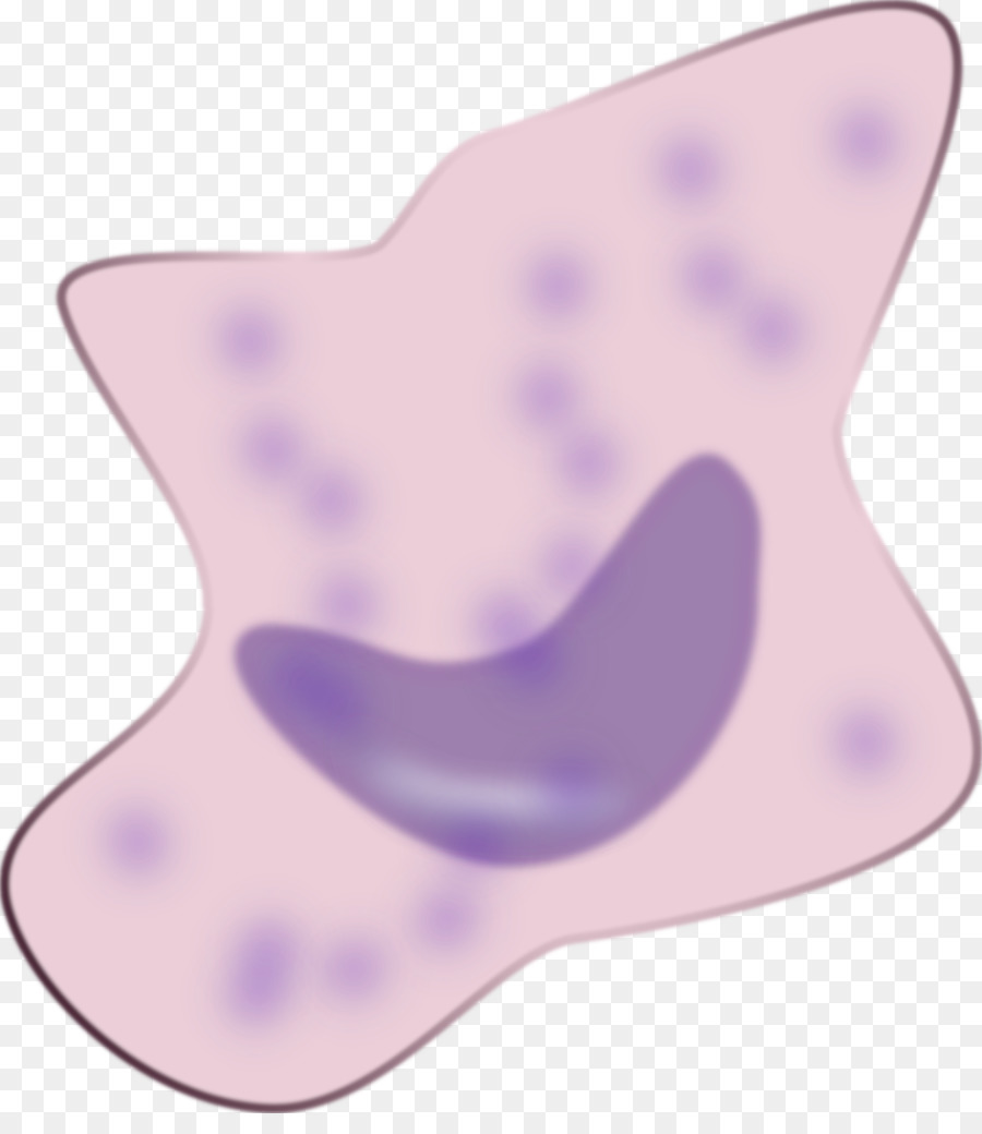 Des Macrophages，Des Neutrophiles PNG