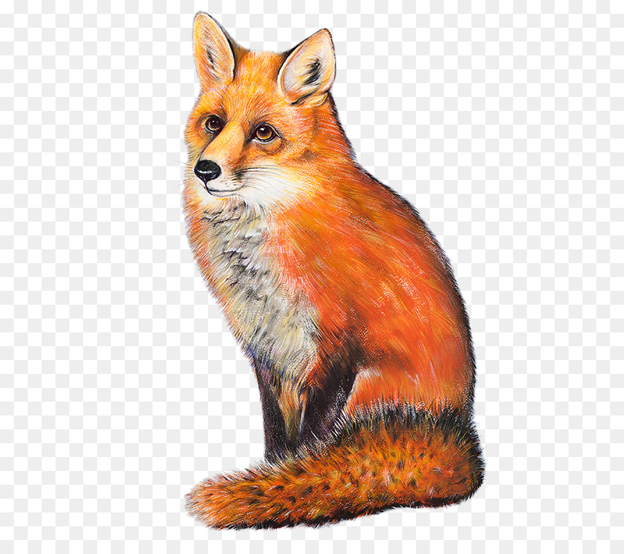 Renard，Faune PNG