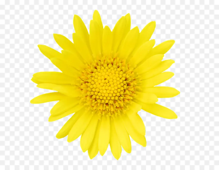 Fleur，Jaune PNG