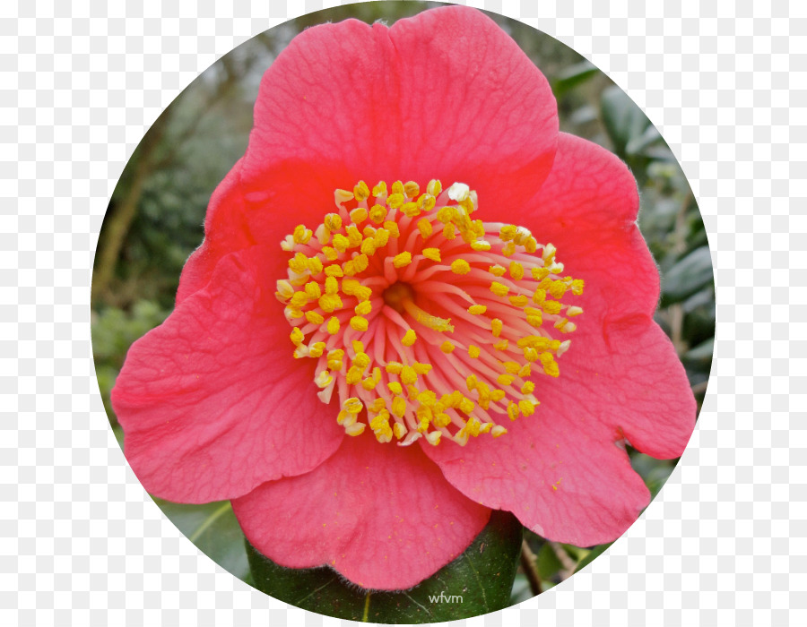 Japonais Camélia，Camellia Sasanqua PNG