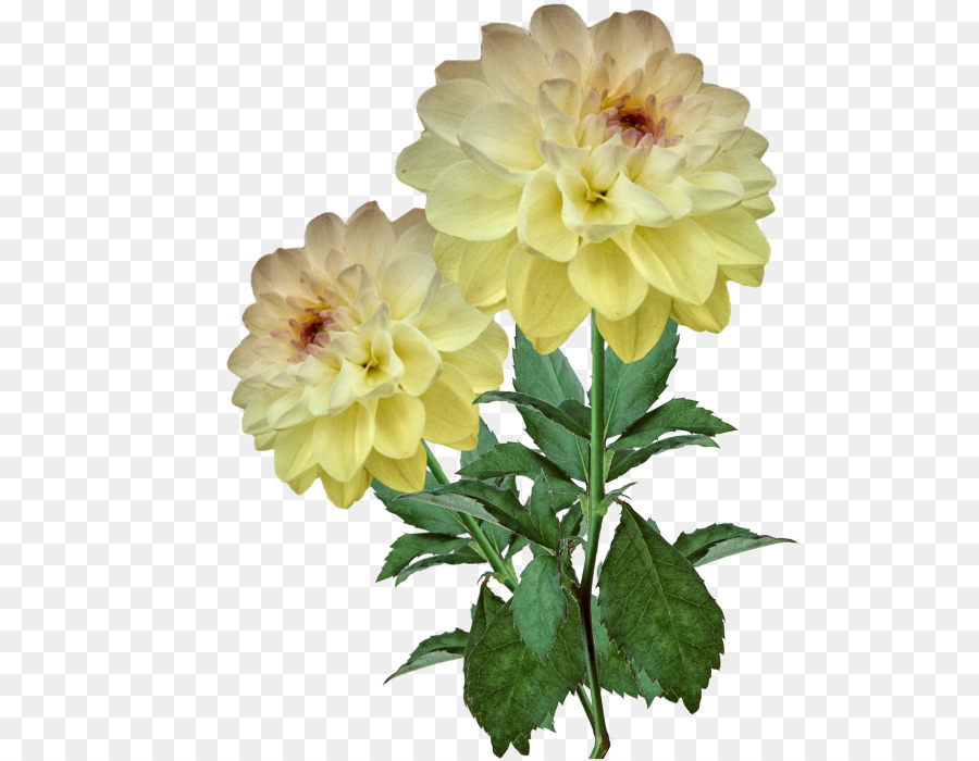 Fleurs Jaunes，Dahlia PNG