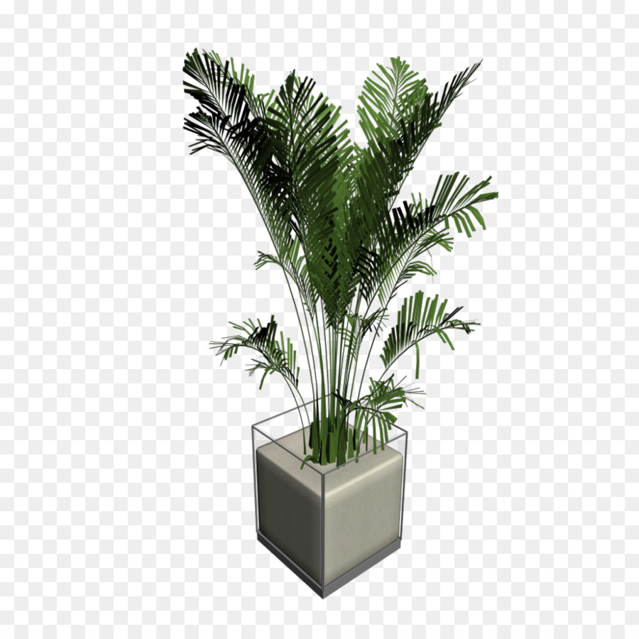 Arecaceae Plante Dinterieur Plante Png Arecaceae Plante Dinterieur Plante Transparentes Png Gratuit