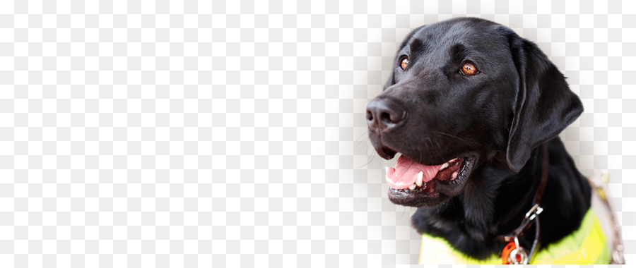 Le Labrador Retriever，Flatcoated Retriever PNG