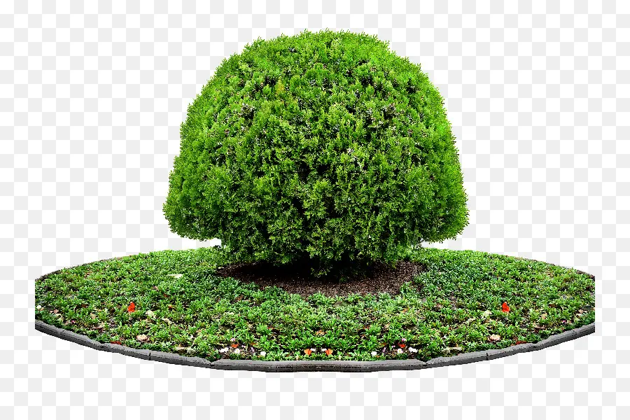 Buisson Vert，Arbuste PNG