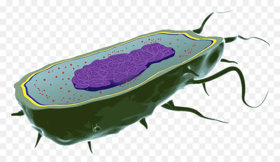 Bactérie，Microbe PNG