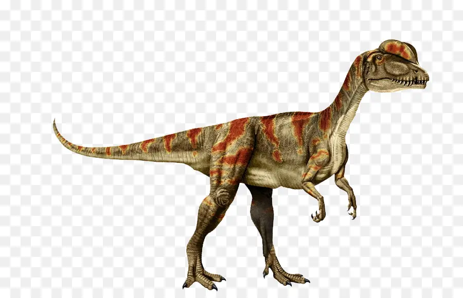 Tyrannosaurus，Dilophosaurus PNG