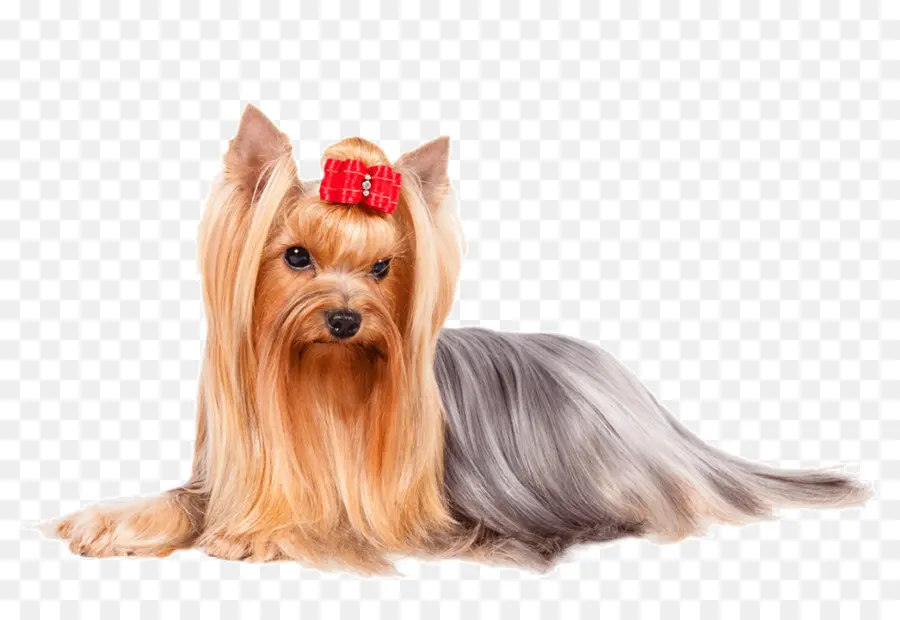 Yorkshire Terrier，Animal De Compagnie PNG