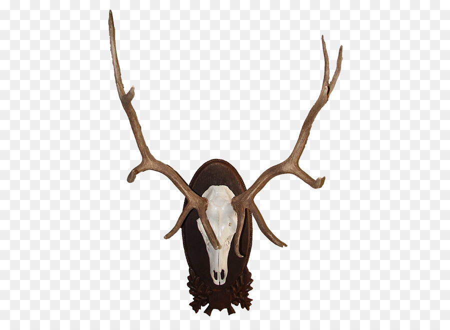 Cerf，Elk PNG