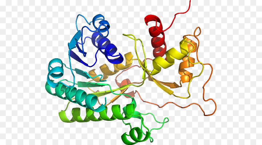 Structure Des Protéines，Molécule PNG