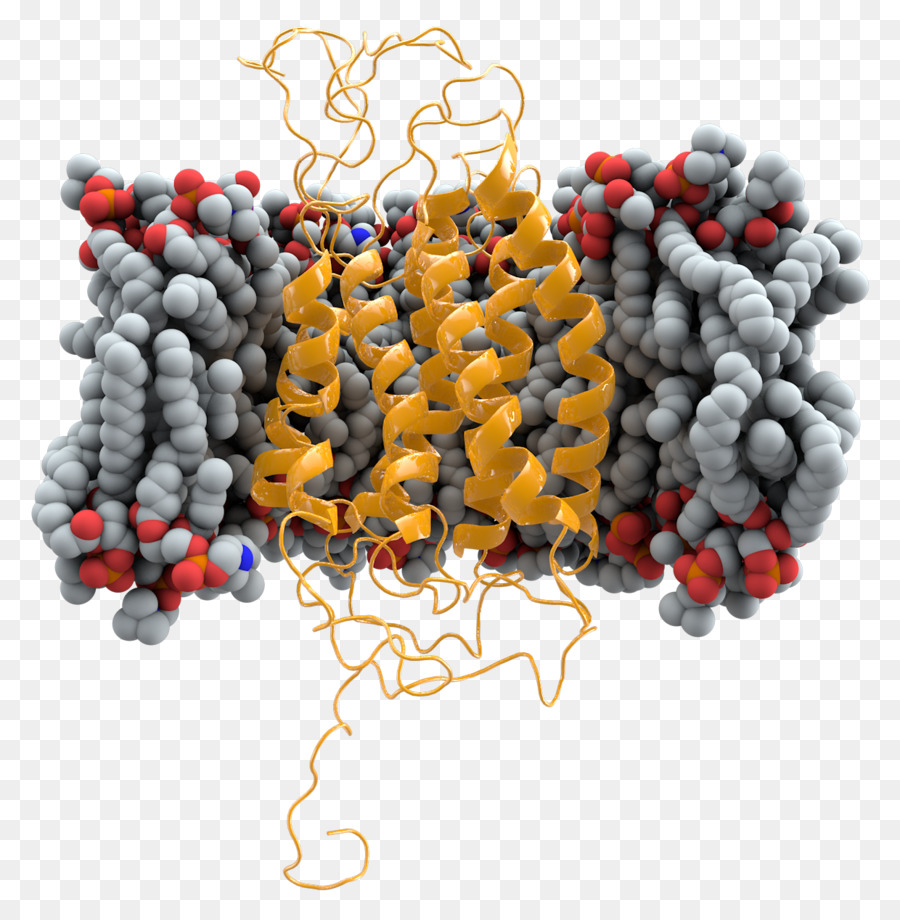 Structure Des Protéines，Molécule PNG