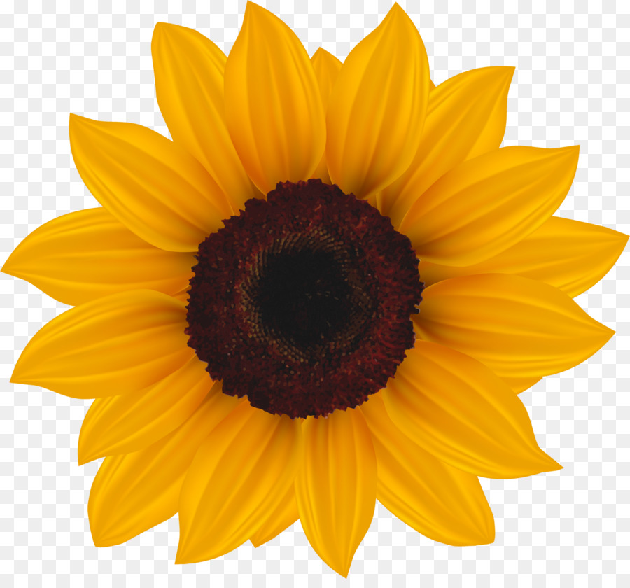 Tournesols，Fleurs PNG