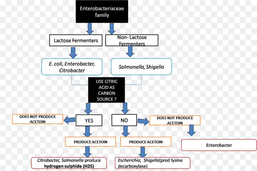 Microbiologie，Test De Glucose Oxydatif PNG