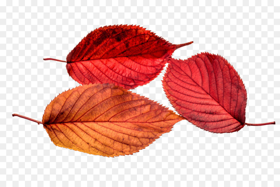 Feuille，Automne PNG