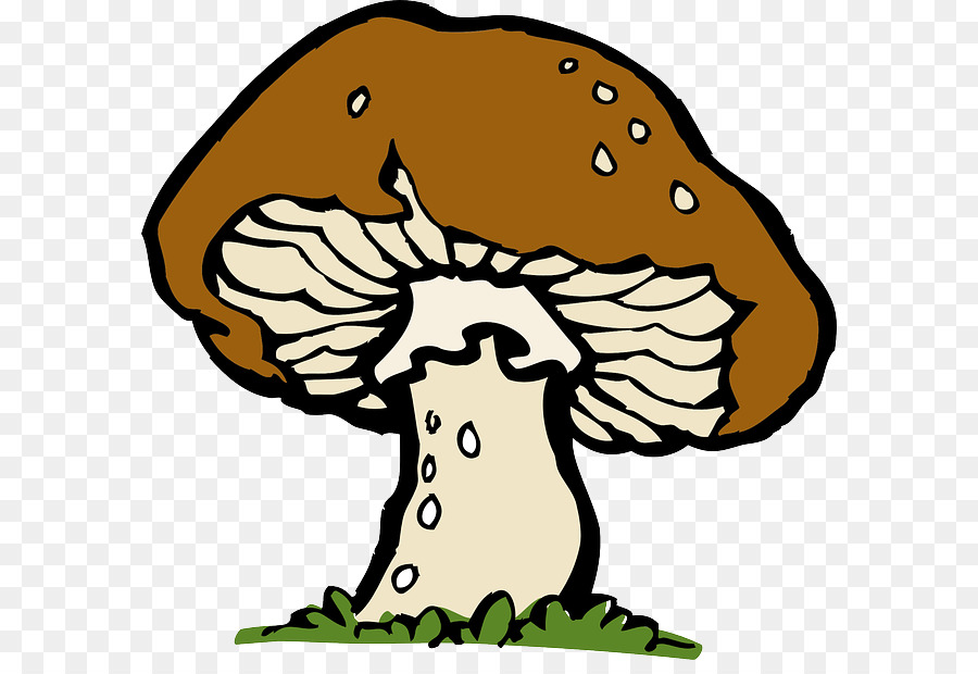 Champignons，Morchella PNG